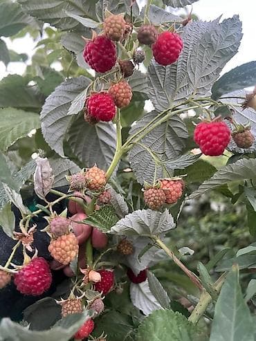 Саженцы Малины сорт Геракл🌿 📍Находимся в сторону села Байтик at lalafo.kg Саженцы Малины сорт Геракл🌿 📍Находимся в сторону села Байтик