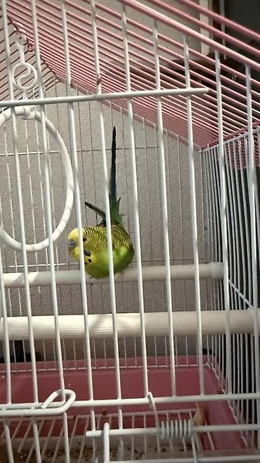 Волнистый попугай с полной клеткой и аксессуарами. Комплектация: - at lalafo.kg Волнистый попугай с полной клеткой и аксессуарами. Комплектация: -