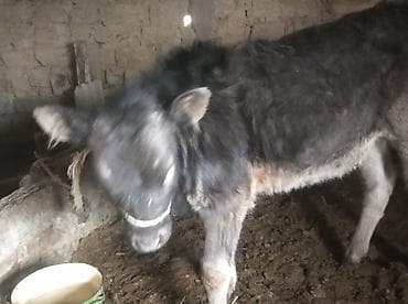 Продаю | Музоо, торпок | На откорм | Привязанные at lalafo.kg Продаю | Музоо, торпок | На откорм | Привязанные