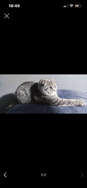 Куплю вислоухого шотла шотландца серого либо белого,бежевого срочно at lalafo.kg Куплю вислоухого шотла шотландца серого либо белого,бежевого срочно