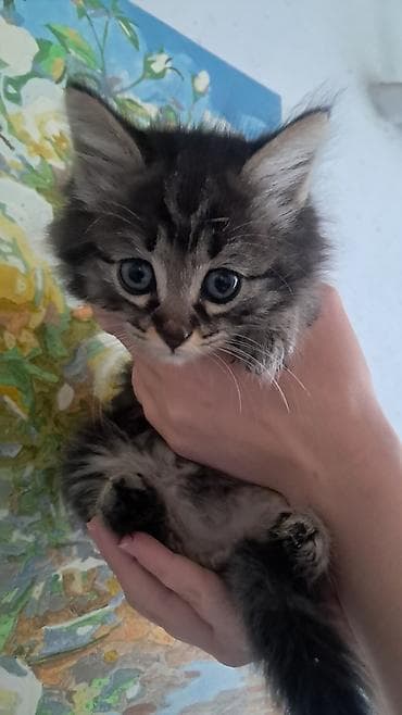 Кошка даром: Беспородная, 2 месяца, Девочка at lalafo.kg Кошка даром: Беспородная, 2 месяца, Девочка