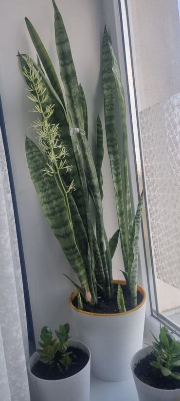 Сансевиерия. высота с горшком(хороший горошок) 100см.(горшок 18см) at lalafo.kg Сансевиерия. высота с горшком(хороший горошок) 100см.(горшок 18см)