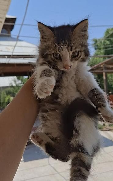 2 месяца, Девочка, Метис, Приучена к лотку at lalafo.kg 2 месяца, Девочка, Метис, Приучена к лотку