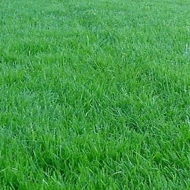 Газон чобун короонузга сээп беребиз. Сеем газонную траву at lalafo.kg Газон чобун короонузга сээп беребиз. Сеем газонную траву