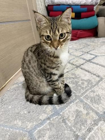 Кошка даром: Беспородная, 5 месяцев, Мальчик at lalafo.kg Кошка даром: Беспородная, 5 месяцев, Мальчик