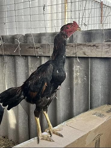 Дакан пять месяцев продается Срочно срочно срочно !!!!!!!!!!! at lalafo.kg Дакан пять месяцев продается Срочно срочно срочно !!!!!!!!!!!