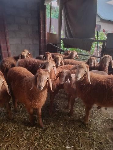 Продаю | Овца (самка), Ягненок | Для разведения at lalafo.kg Продаю | Овца (самка), Ягненок | Для разведения