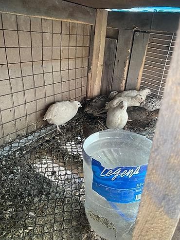 Перепёлки (яичные породы) - Домашнее поголовье перепелов в клетке. - at lalafo.kg Перепёлки (яичные породы) - Домашнее поголовье перепелов в клетке. -