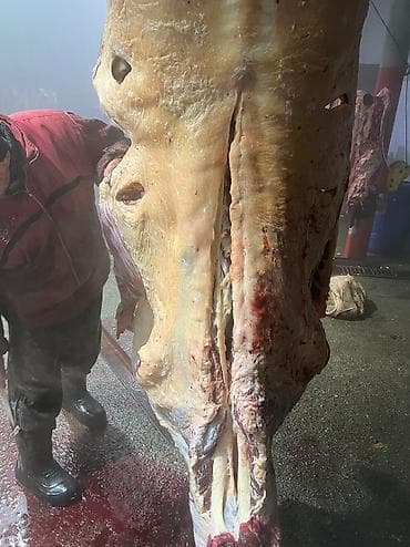 Аквариумдар: Колбаса цехи : Уйлар, букалар, Жылкылар, аттар, | Күнү-түнү, Бардык шартта, Союлган lalafo.kg да — 5 Аквариумдар: Колбаса цехи : Уйлар, букалар, Жылкылар, аттар, | Күнү-түнү, Бардык шартта, Союлган — 5