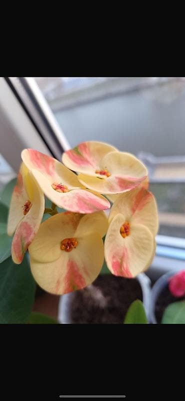 Продаю детки Эуфорбия миля (молочай многоцветковый, “корона Христа”) — at lalafo.kg Продаю детки Эуфорбия миля (молочай многоцветковый, “корона Христа”) —