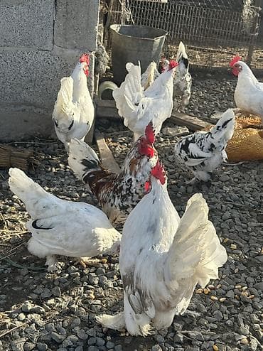 Яйца на инкубацию продаю 🥚 Карликовые голошейки и бентамки мини куры at lalafo.kg Яйца на инкубацию продаю 🥚 Карликовые голошейки и бентамки мини куры