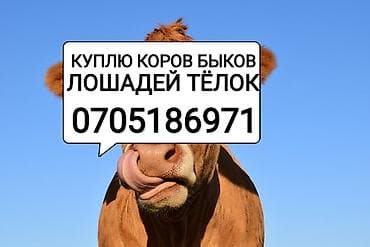 Частное лицо, Колбасный цех : Коровы, быки, Лошади, кони, | Круглосуточно, Любое состояние, Забитый at lalafo.kg Частное лицо, Колбасный цех : Коровы, быки, Лошади, кони, | Круглосуточно, Любое состояние, Забитый