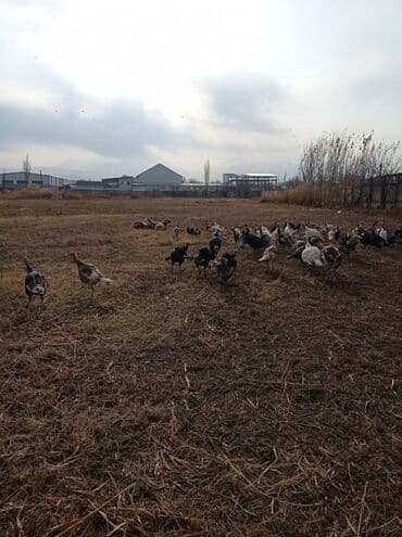 Ундуктор кешим турундо сатылат at lalafo.kg Ундуктор кешим турундо сатылат