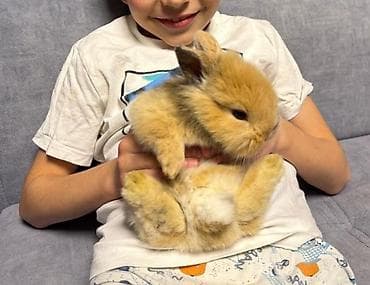 Деңиз чочколору: Продается декоративный кролик породы "львиная головка". Возраст 2.5 lalafo.kg да — 1 Деңиз чочколору: Продается декоративный кролик породы "львиная головка". Возраст 2.5 — 1