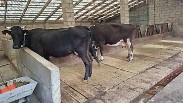 Продаю | Корова (самка) at lalafo.kg Продаю | Корова (самка)