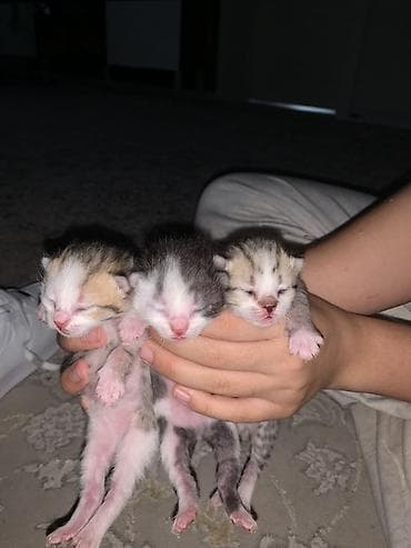 Шотландские котятавислоухие. Мама натуральная вислоухая. (скоттиш at lalafo.kg Шотландские котятавислоухие. Мама натуральная вислоухая. (скоттиш