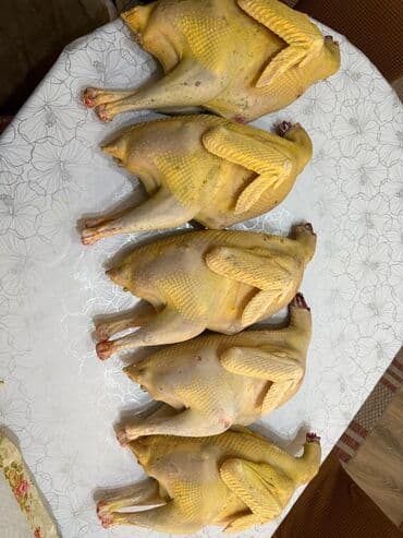 Продам домашних индюков на свободном выгуле — Бишкек Продаю домашних at lalafo.kg Продам домашних индюков на свободном выгуле — Бишкек Продаю домашних