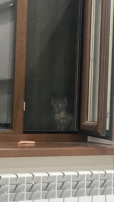 Мышыктар сатылат: Прибился котёнок, отдадим в хорошие руки lalafo.kg да — 1 Мышыктар сатылат: Прибился котёнок, отдадим в хорошие руки — 1