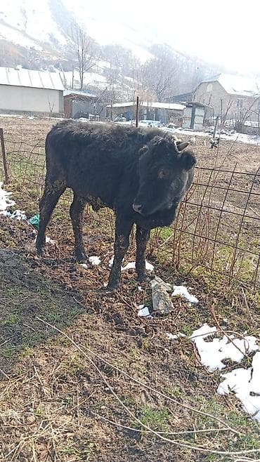 Продаю | Бык (самец) | Голштин | На откорм at lalafo.kg Продаю | Бык (самец) | Голштин | На откорм