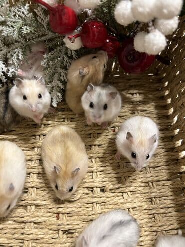 Деңиз чочколору: Продаются хомячки джунгарские, сирийские, ангорские пушистые хомячки lalafo.kg да — 5 Деңиз чочколору: Продаются хомячки джунгарские, сирийские, ангорские пушистые хомячки — 5