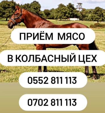 Сатып алам | Уйлар, букалар, Жылкылар, аттар, Башка а/ч жаныбарлары | Күнү-түнү, Бардык шартта, Союлган lalafo.kg да Сатып алам | Уйлар, букалар, Жылкылар, аттар, Башка а/ч жаныбарлары | Күнү-түнү, Бардык шартта, Союлган