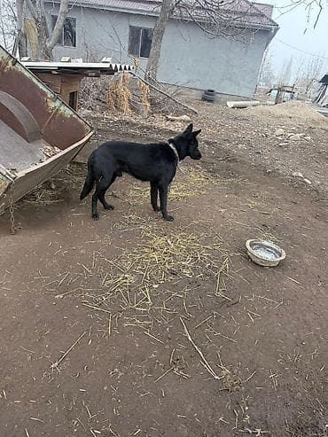 Собака, крупного среднего размера, гладкошёрстная, чёрного окраса at lalafo.kg Собака, крупного среднего размера, гладкошёрстная, чёрного окраса