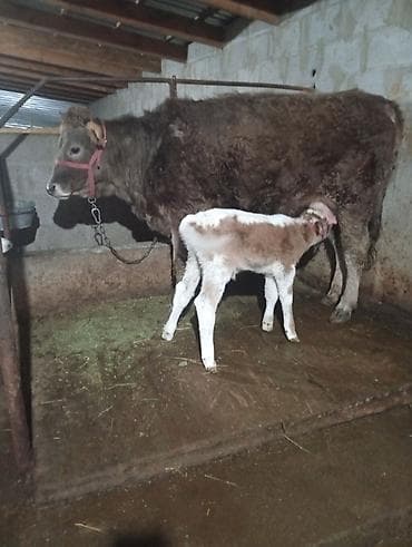 Продаю | Тёлка, Музоо, торпок, Корова (самка) | Швицкая | Племенные, После отела at lalafo.kg Продаю | Тёлка, Музоо, торпок, Корова (самка) | Швицкая | Племенные, После отела