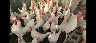 Продаю кур породы леггорн. Общее количество 50 голов. На 8 кур at lalafo.kg Продаю кур породы леггорн. Общее количество 50 голов. На 8 кур