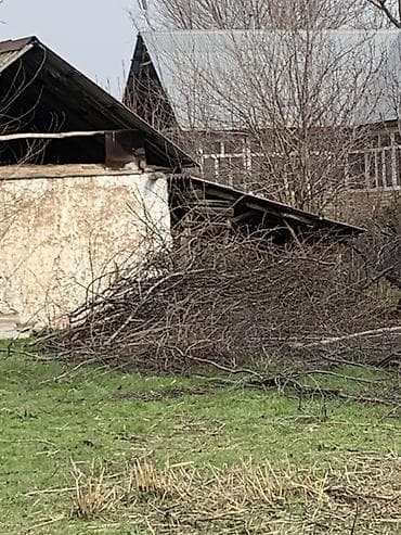 Уборка территории, Уход за деревьями at lalafo.kg Уборка территории, Уход за деревьями