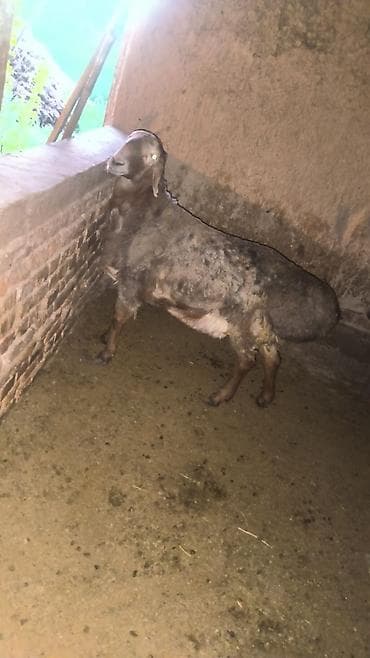 Продаю | Овца (самка) | Для разведения at lalafo.kg Продаю | Овца (самка) | Для разведения