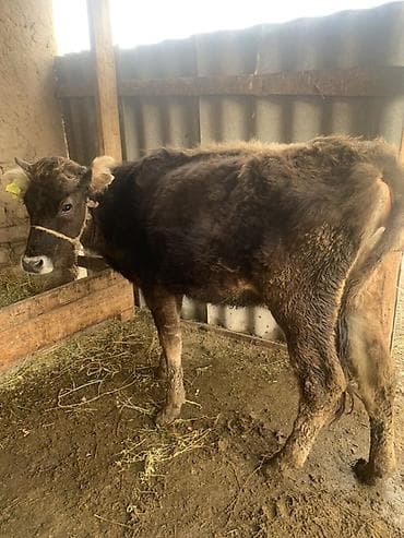 Продаю | Тёлка at lalafo.kg Продаю | Тёлка