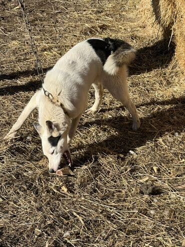 Лайка, 1 год, Самка, С родословной at lalafo.kg Лайка, 1 год, Самка, С родословной