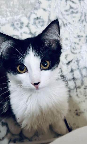 Кошка даром: Беспородная, 5 месяцев, Девочка, Приучена к лотку at lalafo.kg Кошка даром: Беспородная, 5 месяцев, Девочка, Приучена к лотку