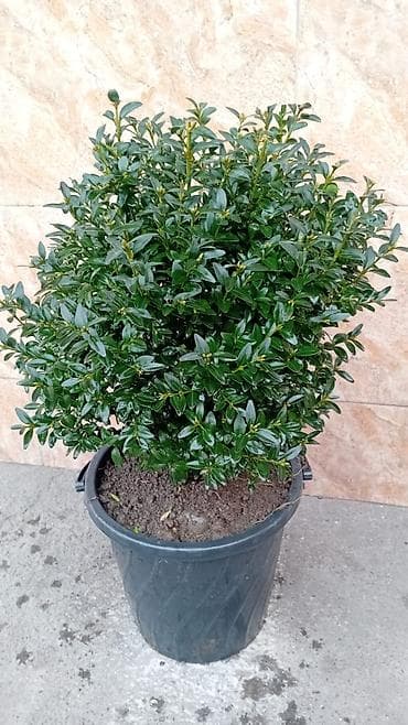 Самшит (Buxus) в контейнере - Компактный вечнозелёный куст с плотной at lalafo.kg Самшит (Buxus) в контейнере - Компактный вечнозелёный куст с плотной
