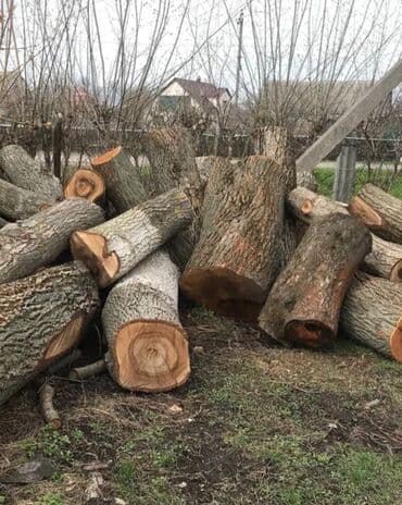 Продаю дрова или на мебель ореховые дерева at lalafo.kg Продаю дрова или на мебель ореховые дерева