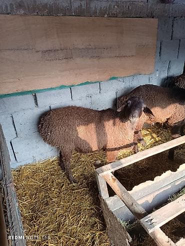 Продаю | Баран (самец) | Для разведения at lalafo.kg Продаю | Баран (самец) | Для разведения