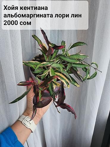 Взрослые сортовые хойи
Цена, название и подробности на фото at lalafo.kg Взрослые сортовые хойи
Цена, название и подробности на фото