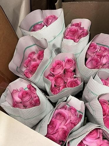 LED гирляндалар: Розовые розы срезанные, сорт садовой розы с крупным плотным бутоном lalafo.kg да — 1 LED гирляндалар: Розовые розы срезанные, сорт садовой розы с крупным плотным бутоном — 1