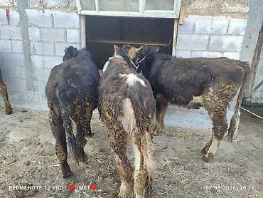 Продаю | Тёлка | Полукровка | Для разведения | Привязанные at lalafo.kg Продаю | Тёлка | Полукровка | Для разведения | Привязанные