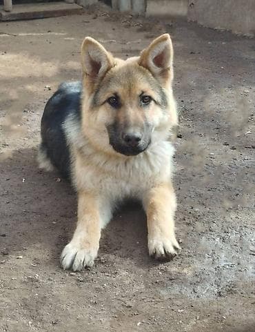 Овчарка, 10 месяцев, Самка at lalafo.kg Овчарка, 10 месяцев, Самка