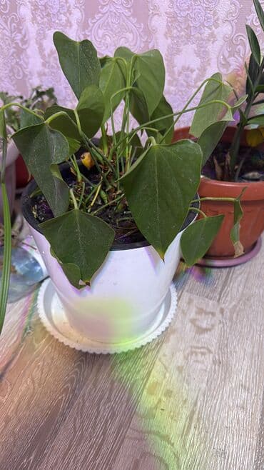 Декор для дома и сада at lalafo.kg Декор для дома и сада