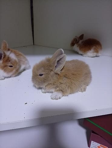 Карликовые кролики декоративные - Порода: мини/карликовые at lalafo.kg Карликовые кролики декоративные - Порода: мини/карликовые