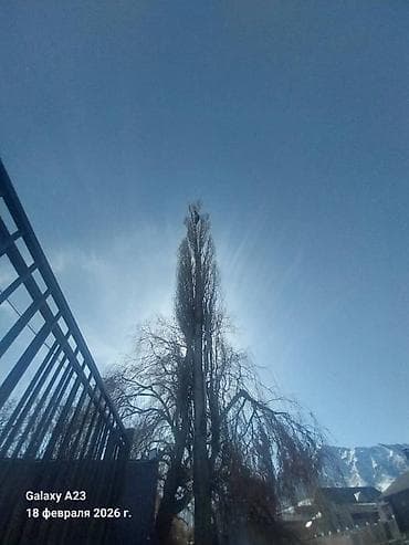 Спил Дерево Тал, Бак, Жаңгак акацса Дуб Орехи терек карагач Отун at lalafo.kg Спил Дерево Тал, Бак, Жаңгак акацса Дуб Орехи терек карагач Отун