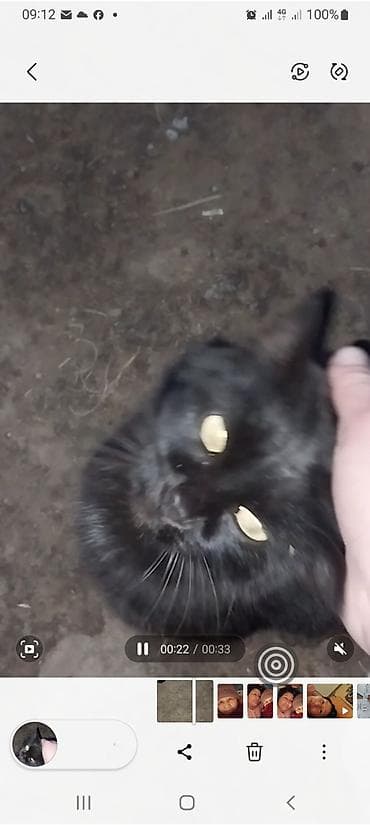 Отдам чёрного красивого котёнка в хорошие руки. адрес Петровка at lalafo.kg Отдам чёрного красивого котёнка в хорошие руки. адрес Петровка