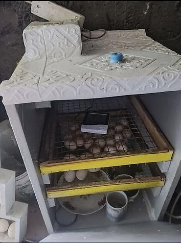 Продаю инкубатор цена 3000. на
90 - 100 яиц, самодельный at lalafo.kg Продаю инкубатор цена 3000. на
90 - 100 яиц, самодельный