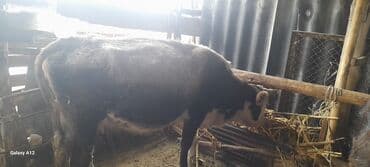 Продаю | Тёлка | На откорм | Стельные at lalafo.kg Продаю | Тёлка | На откорм | Стельные