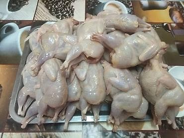 Перепелиное мясо молодняк для гриля и шашлыка lalafo.kg да Перепелиное мясо молодняк для гриля и шашлыка