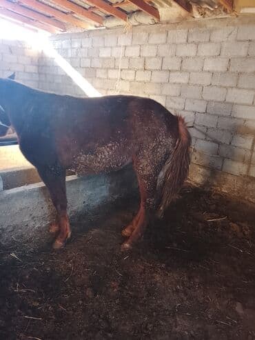 Продаю | Кобыла (самка) | Рабочий at lalafo.kg Продаю | Кобыла (самка) | Рабочий