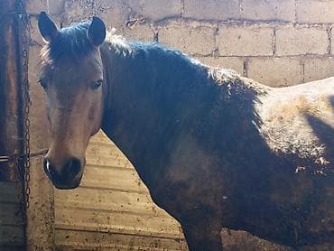 Продаю | Кобыла (самка) | Для разведения | Племенные at lalafo.kg Продаю | Кобыла (самка) | Для разведения | Племенные