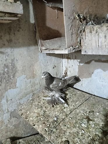 Продаю молодых голубей 1 шт стоит пятьсот сом окончательно родители at lalafo.kg Продаю молодых голубей 1 шт стоит пятьсот сом окончательно родители